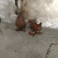 لوتی|پرنده|بستان آباد, |دیوار