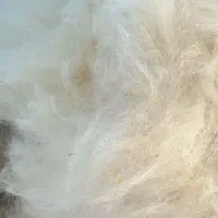 پشم گوسفند برای تشک و بالش