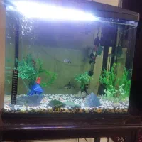 آکواریوم ماهیران|ماهی|قرچک, میرزائی جنوبی|دیوار