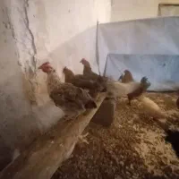 مرغ و بوقلمون نرو ماده