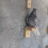 طوقی وسینه ودمبی|پرنده|شیراز, تندگویان|دیوار