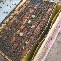 ۳۰کندو زنبور عسل فول تخم وجمعیت