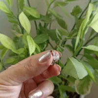 انگشتر و پلاک دخترانه نقره