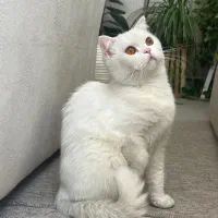 جفتگیری با گربه اسکاتیش فولد ماده