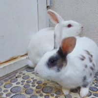 خرگوش چشم قرمز و چشم ابی فروش یا تعویض