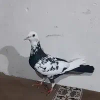 کفتر فروشی