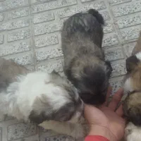 توله پاپی شیتزو|سگ|لنجان, |دیوار