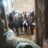 ۲۰ راس میش جنس خوب