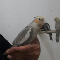 عروس هلندی.مینا.مرغ عشق.طوطی|پرنده|مشهد, کارمندان دوم|دیوار