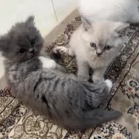 گربه پرشین،اسکاتیش،بریتیش|گربه|اراک, |دیوار