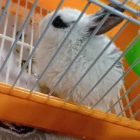 خرگوش کوچک فوق‌العاده باهوش و دستی