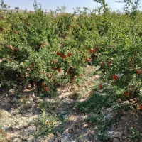 فروش ۲۰۰متر باغچه انار  ۳۵۰ملیون|فروش زمین و ملک کلنگی|سلفچگان, |دیوار
