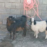 ۲بزآبستن +بزغاله های سالم و چاق+بز نر جوان وچاق