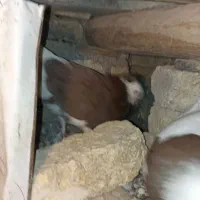 طوق باشازده و زاغ چشم نوک|پرنده|اردل, |دیوار
