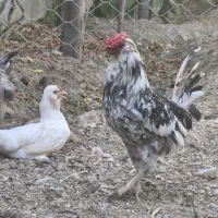مرغ وخروس گلین