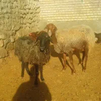 فروش میش داشتی