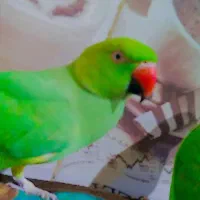 طوطی ملنگو|پرنده|جیرفت, |دیوار