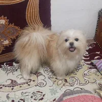 گمشده