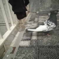 کفتر سیم دم سیاه|پرنده|قم, نیروگاه|دیوار
