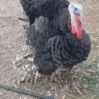 بوقلمون نر