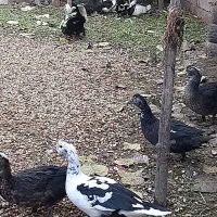 اردک اسرائیلی نر و ماده|حیوانات مزرعه|آستانه اشرفیه, |دیوار