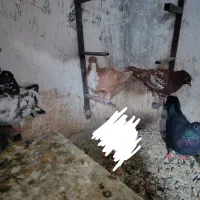 تعدادی جونگ