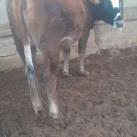 گوساله ماده