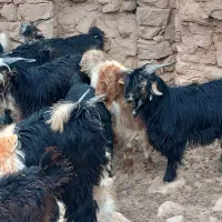 ۵عدد بیگ چاق