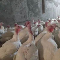 بوقلمون پرواری|حیوانات مزرعه|مشهد, رسالت|دیوار