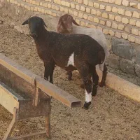 بره ماده بشرط آزمایش|حیوانات مزرعه|کوهسرخ, |دیوار