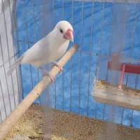 فنچ نرگسی ماده کرم لایت