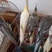 فروشی|لباس|سهند, |دیوار