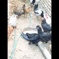 کاسرک و خروس نوق|حیوانات مزرعه|رفسنجان, |دیوار