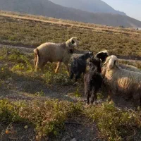 فروش قوچ ترکی