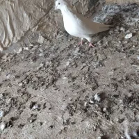 کفتر|پرنده|بم, |دیوار