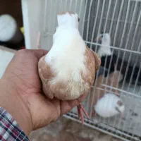 کبوتر کلاغ کربلایی|پرنده|مشهد, طلاب|دیوار