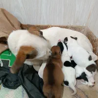 سگ جک راسل تریر