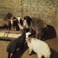 فروش تغل|حیوانات مزرعه|اردکان, |دیوار