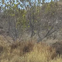 فروش   ۳۲۰ درخت انجیر ونهال پنج ساله قیمت کارشناسی