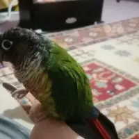 طوطی گرینچیک گمشده