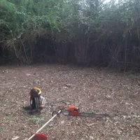 هرس علف های هرز و قطع درخت