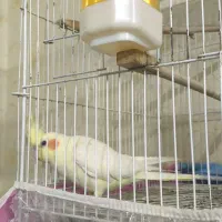 ۲ جفت عروس هلندی سر حال و مولد در حال تخم گذاری|پرنده|مشهد, جاهد شهر|دیوار