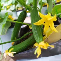 خیار تازه گلخانه مشهد