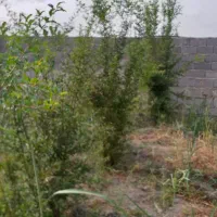 فروش باغ روستای زیبا وسرسبز والش آباد|فروش زمین و ملک کلنگی|گرگان, |دیوار