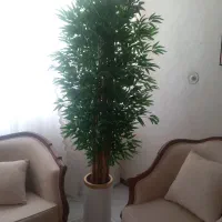 درخچه وارداتی بامبو تنه چوب بزرگ باگلدان