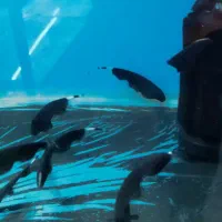 انواع ماهی و تجهیزات آکواریوم|ماهی|اصفهان, شهرک ولیعصر|دیوار