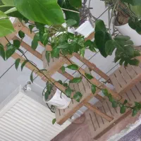 استند چوبی گل و گیاه|گل و گیاه طبیعی|بافق, |دیوار