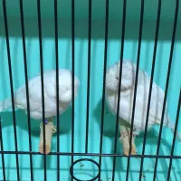 قناری گلاستر