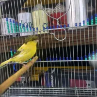 فروش دوتا ماده قناری مست