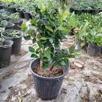 یاس هلندی|گل و گیاه طبیعی|کلاچای, |دیوار